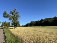 Angrenzende Umgebung  Wohnen in herrlicher Randlage mit Blick in die Natur  Sonniges EFH in Weissach mit 6 gro�en Zimmern